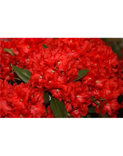 Rhododendron-Hybride 'Rabatz'®