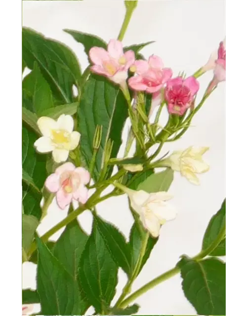 Weigelie 'Marjorie', Weigela florida 'Majorie'