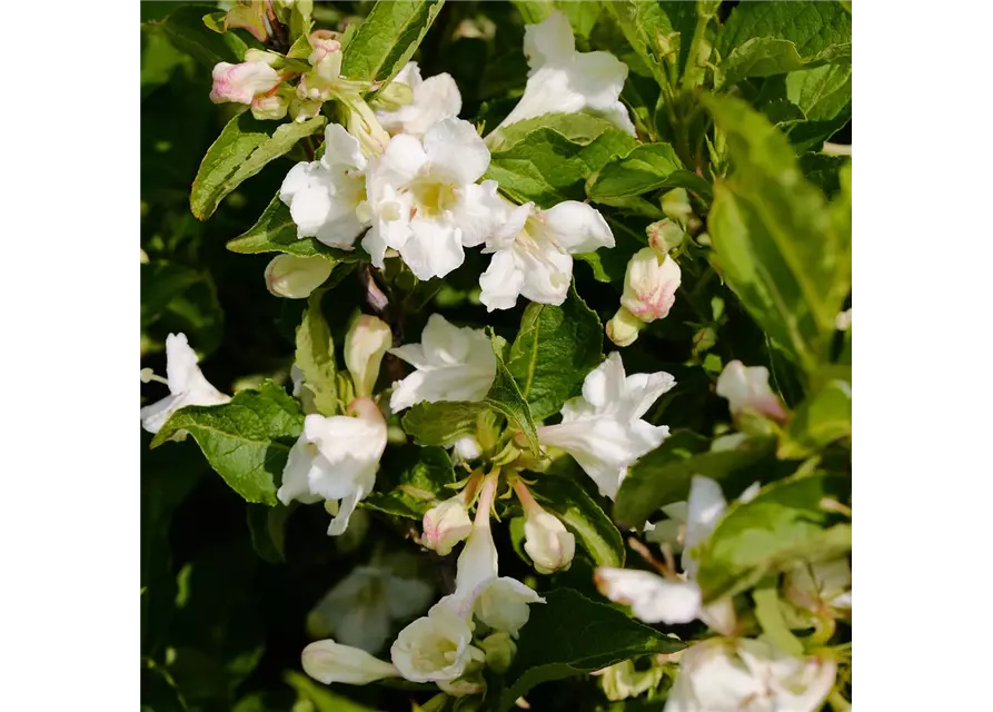 Weigelie 'Snowflake', Weigela florida 'Snowflake'