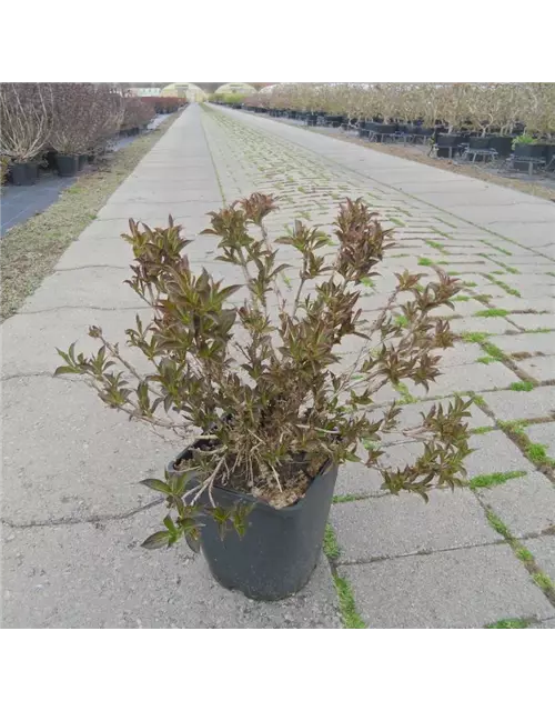 Weigelie 'Black and White'®, Weigela florida 'Black & White'