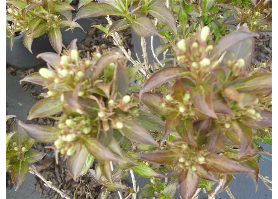 Weigelie 'Black and White'®, Weigela florida 'Black & White'