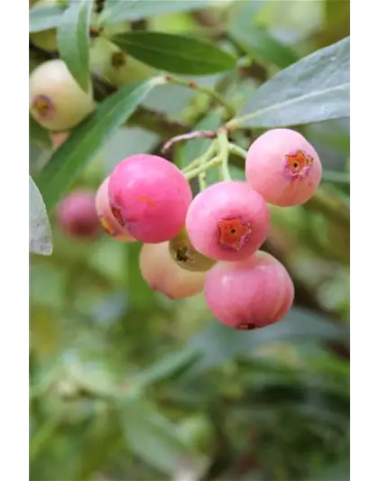 Heidelbeere 'PinkBerry'®