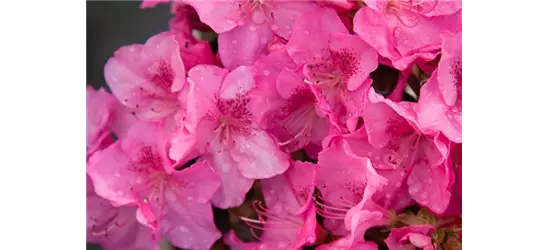 Japanische Azalee 'Pink for Help'®