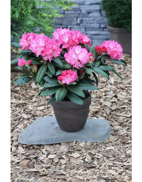 Rhododendron 'Anuschka'