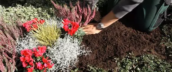 Doppelgrab - Grabbepflanzung im Herbst
