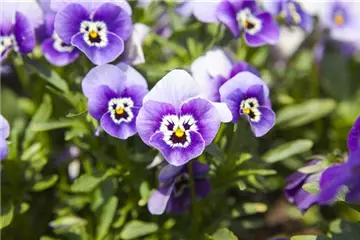 WINTER MIT FRüHLINGSBLUMEN VERTREIBEN
