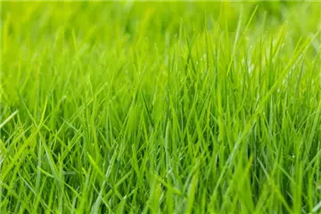 Rasensamen Rasensamen