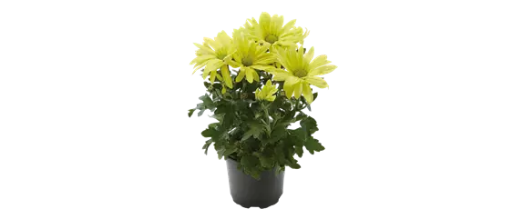 EIN KUNTERBUNTER HERBST! EIN KUNTERBUNTER HERBST!