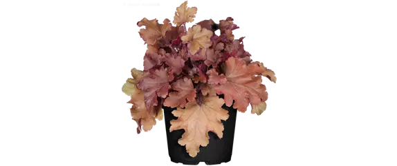 EIN KUNTERBUNTER HERBST! EIN KUNTERBUNTER HERBST!