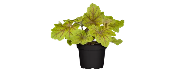 EIN KUNTERBUNTER HERBST! EIN KUNTERBUNTER HERBST!