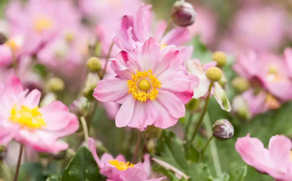 Kiefl's Top 3: - Schattenstauden