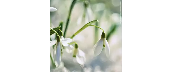FRüHLINGSGEFüHLE AUS DER ZWIEBEL!