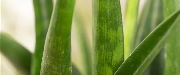 Ein Dschungel im eigenen Wohnzimmer Ein Dschungel im eigenen Wohnzimmer