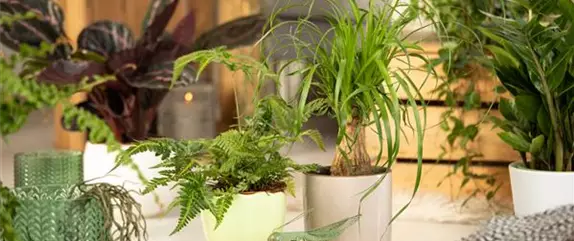 Ein Dschungel im eigenen Wohnzimmer Ein Dschungel im eigenen Wohnzimmer