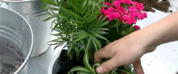 Schale - Einpflanzen von Zimmerpflanzen Schale - Einpflanzen von Zimmerpflanzen