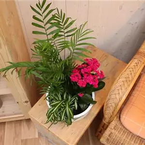 Schale - Einpflanzen von Zimmerpflanzen Schale - Einpflanzen von Zimmerpflanzen