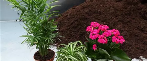 Schale - Einpflanzen von Zimmerpflanzen Schale - Einpflanzen von Zimmerpflanzen