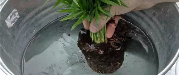 Schale - Einpflanzen von Zimmerpflanzen Schale - Einpflanzen von Zimmerpflanzen