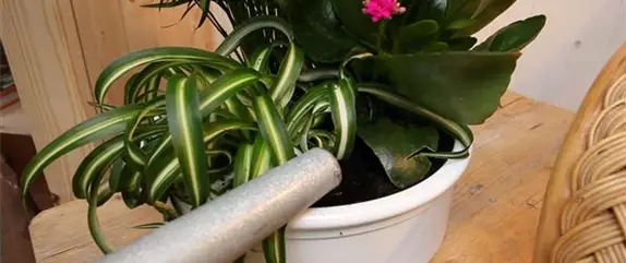 Schale - Einpflanzen von Zimmerpflanzen Schale - Einpflanzen von Zimmerpflanzen