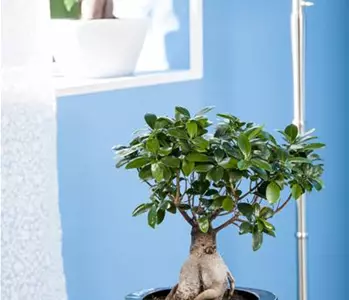 Zimmerbonsai umtopfen