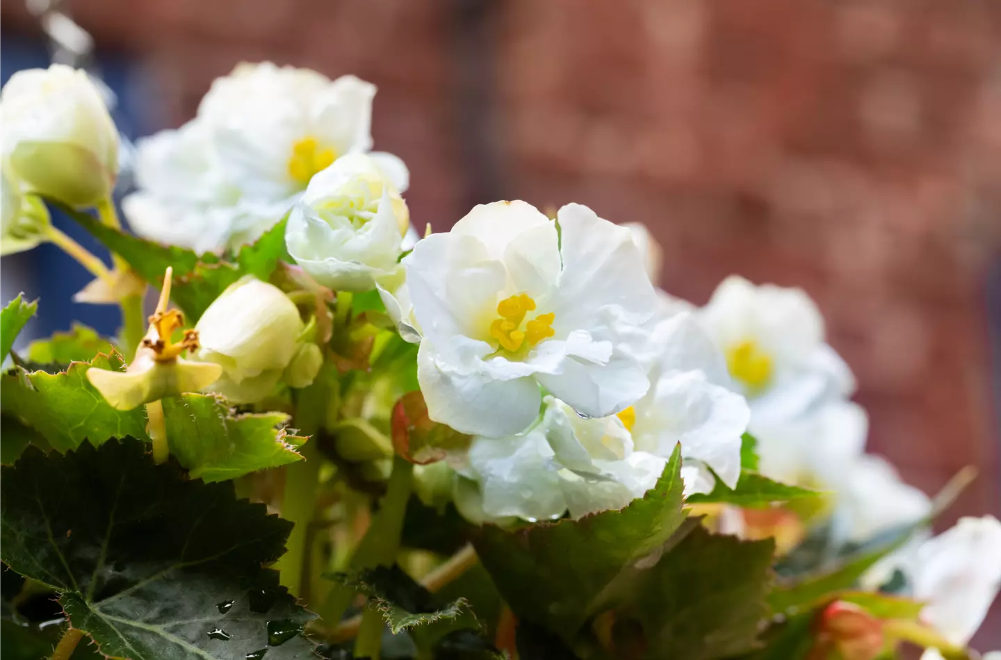 Begonien kaufen und Garten oder Balkon gestalten