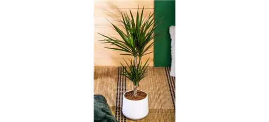 Drachenbaum