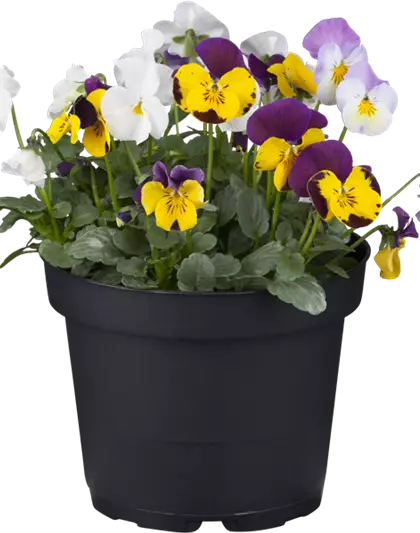 Hornveilchen Trio bunt gemischt