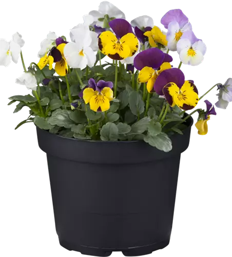 Hornveilchen Trio bunt gemischt