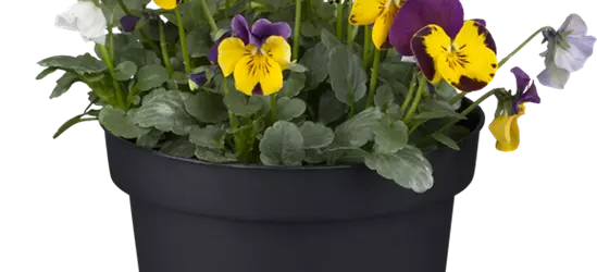 Hornveilchen Trio bunt gemischt