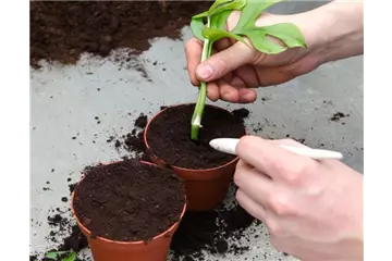 Fensterblatt - Vermehren durch Stecklinge