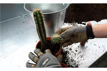 Kakteen - Einpflanzen in ein Gefäß
