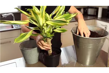 Drachenbaum - Einpflanzen in ein Gefäß