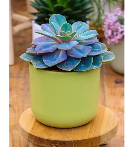 Echeveria in grau-lila