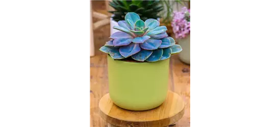 Echeveria in grau-lila