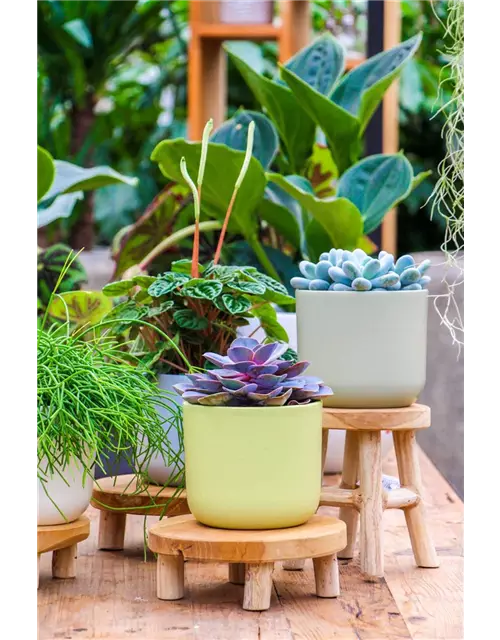 Echeveria in grau-lila