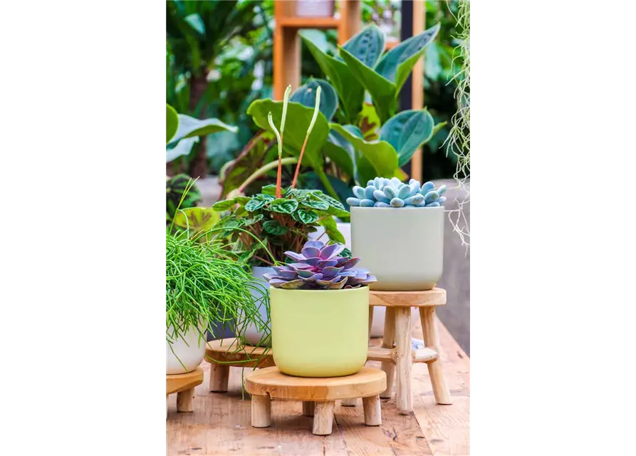 Echeveria in grau-lila