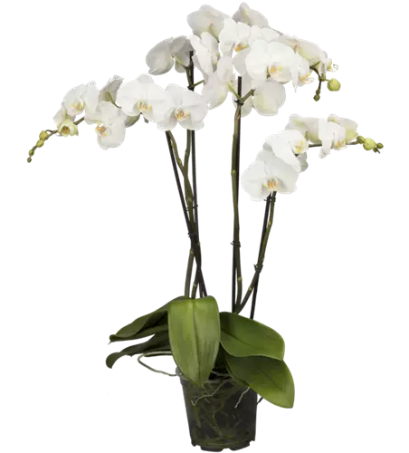 Weiße Orchidee 3-rispig