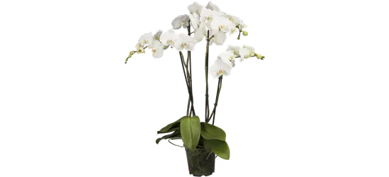 Weiße Orchidee 3-rispig