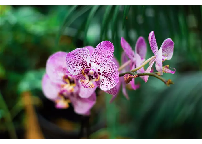 Orchideen Orchideen