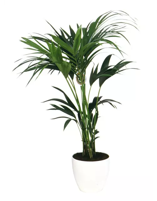 Kentia Palme, 150 cm, 24 cm Topf
