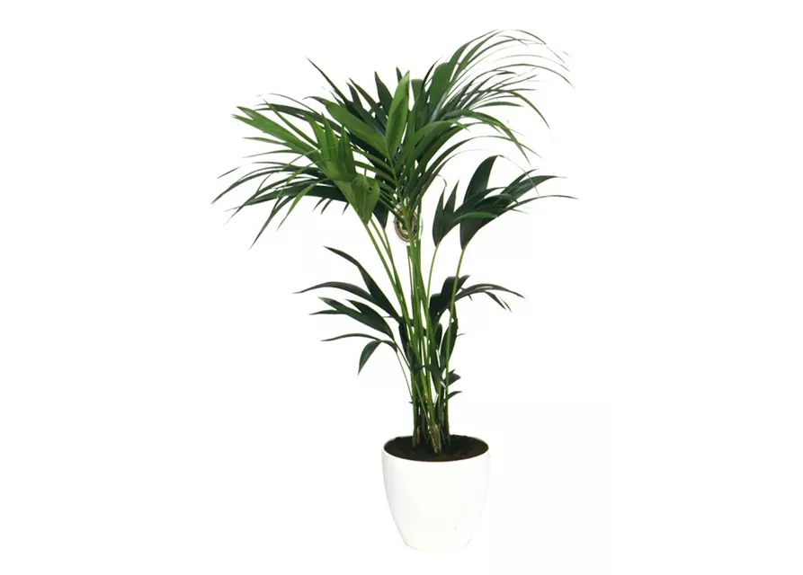Kentia Palme, 150 cm, 24 cm Topf