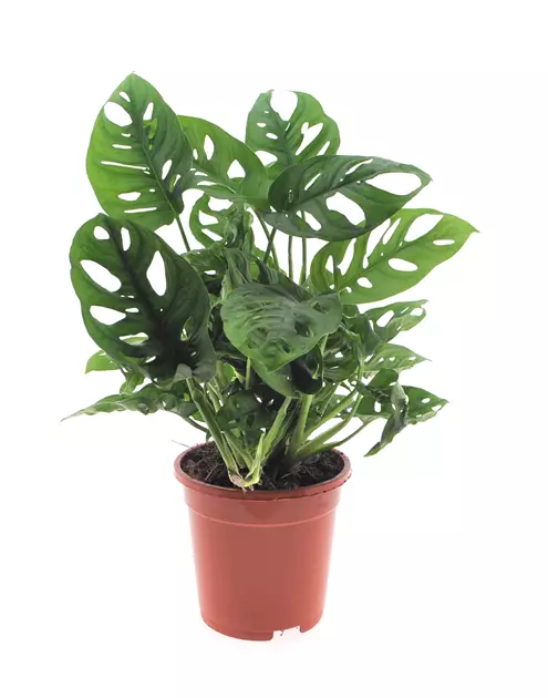 Geschlitztes Fensterblatt, Topfgre: 17 cm, Hhe: 45 cm, Monstera Adansonii