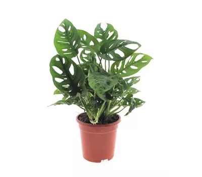 Geschlitztes Fensterblatt, Topfgröße: 17 cm, Höhe: 45 cm