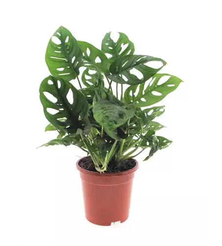 Geschlitztes Fensterblatt, Topfgröße: 17 cm, Höhe: 45 cm