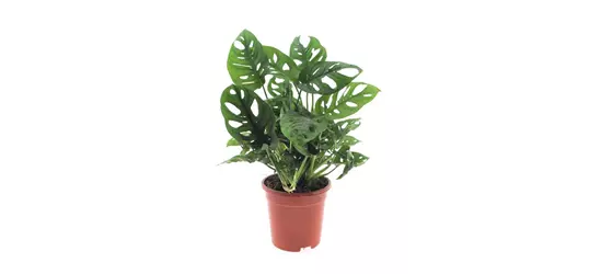 Geschlitztes Fensterblatt, Topfgröße: 17 cm, Höhe: 45 cm