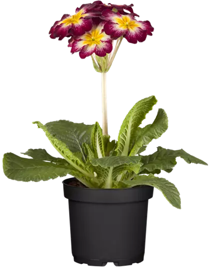 Stängelprimel verschiedene Farben