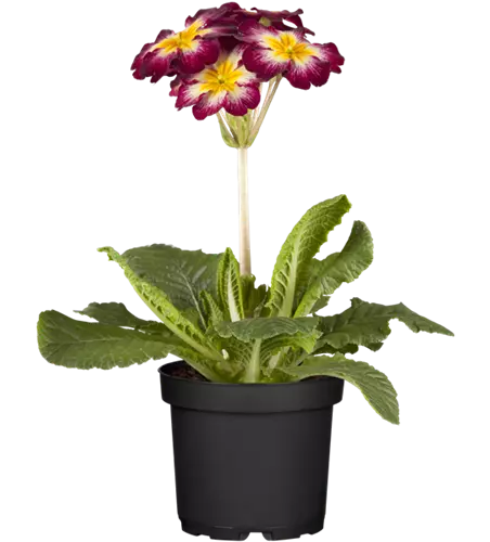 Stängelprimel verschiedene Farben