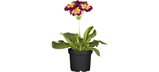 Stängelprimel verschiedene Farben