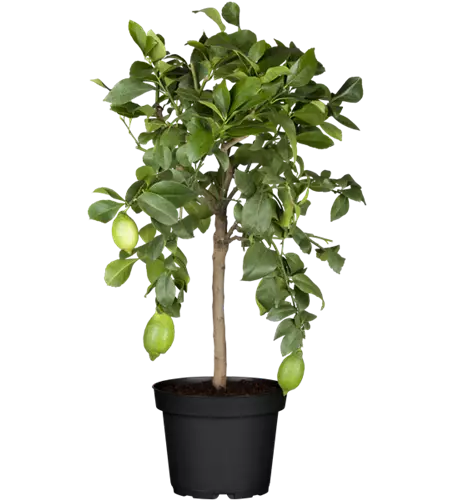 Zitronenbaum 'Citrus Limone', Ø 20 cm