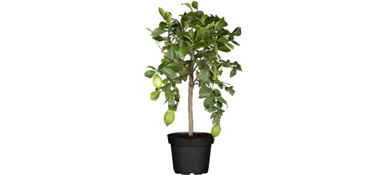 Zitronenbaum 'Citrus Limone', Ø 20 cm